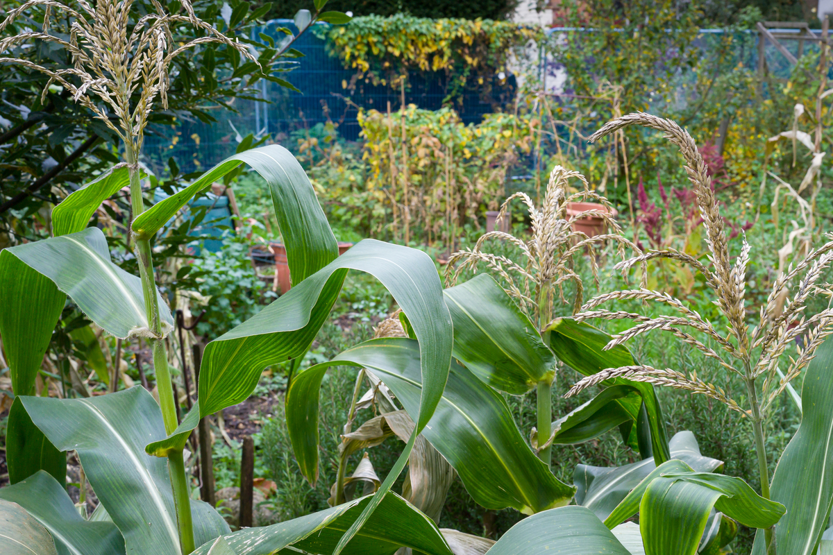 Chris gardening demo-2